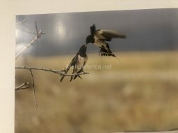 Exposición de aves de la comarca